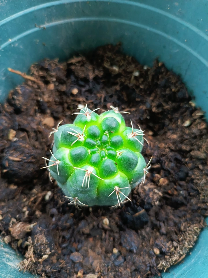变了颜色的仙人球
