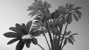 一只装满鲜花的黑色白色相间的花瓶