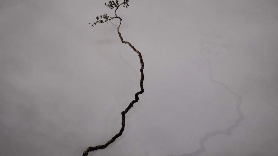 墙上的水裂缝中生长出一个小植物的枝条