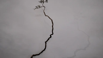 墙上的水裂缝中生长出一个小植物的枝条