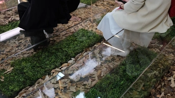 人们在逝者墓前种植草坪和苔藓。