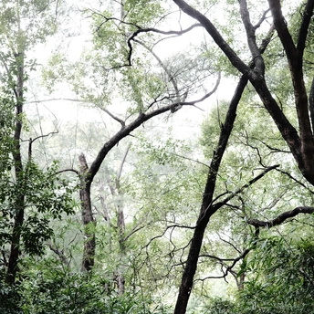 在树林中的一条小径上的一块长凳