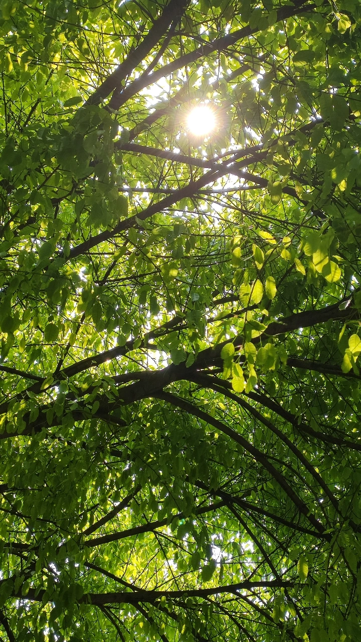 阳光