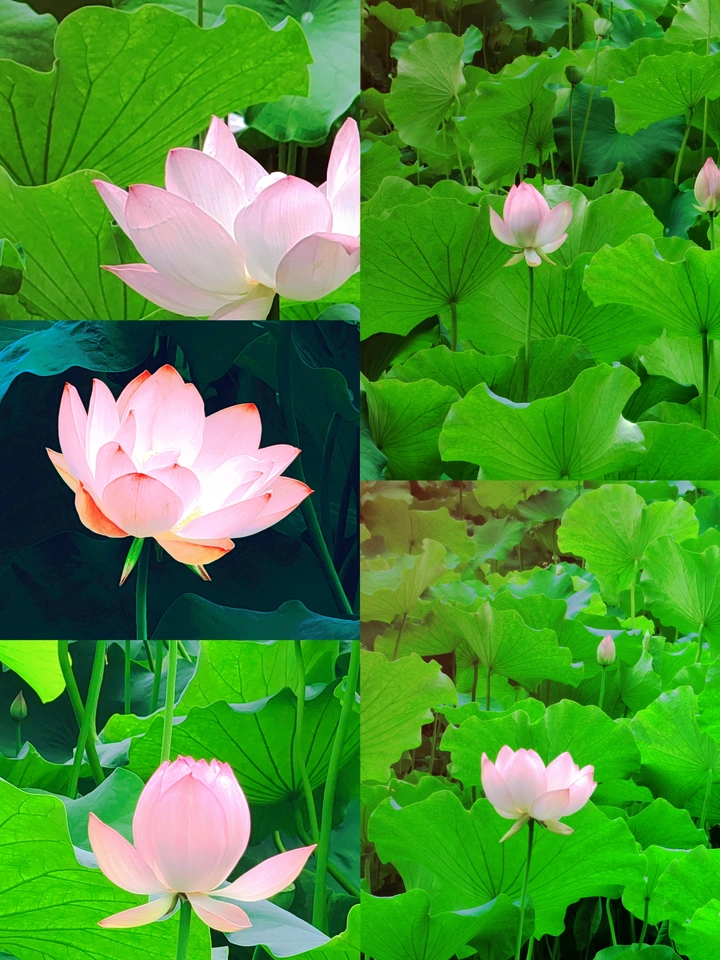 荷花