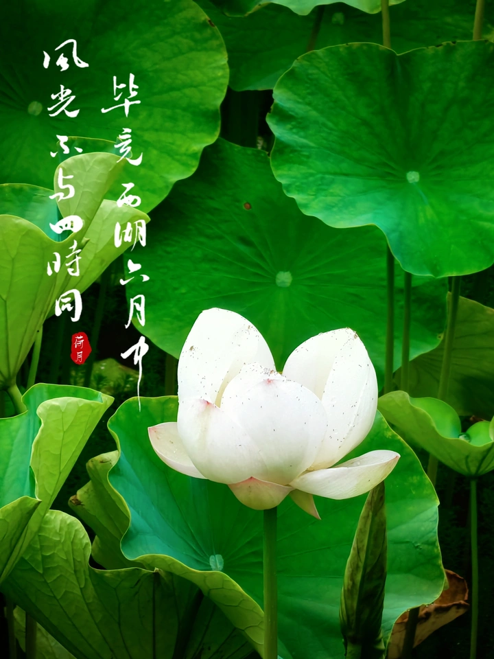 荷花