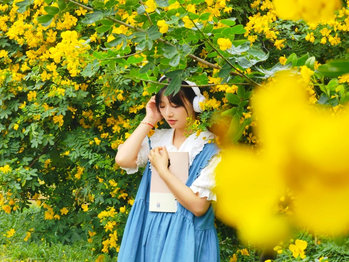 小黄花树下的诉说