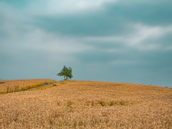 一片金黄的麦田中 一棵孤独的树矗立着。
