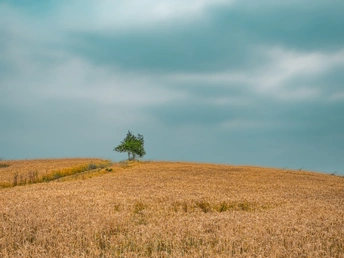 一片金黄的麦田中 一棵孤独的树矗立着。