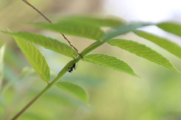 湖南娄底富冲大桥下蚂蚁蚂蚁