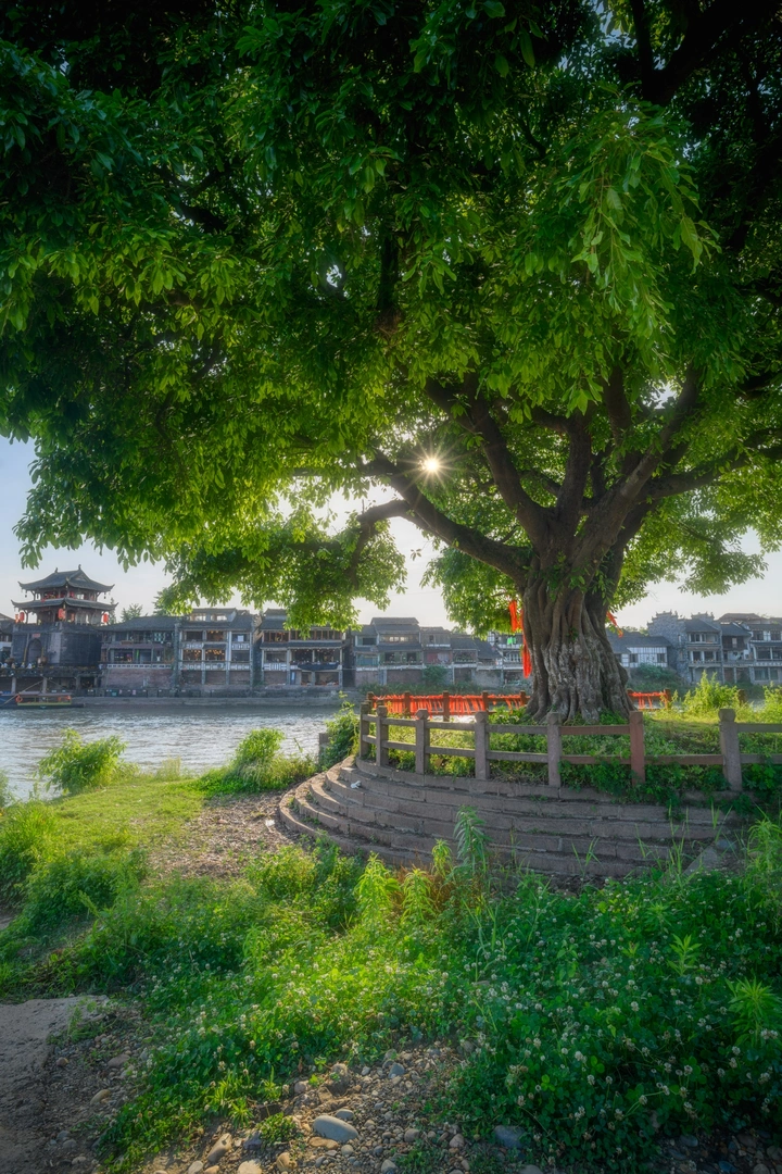 古榕树