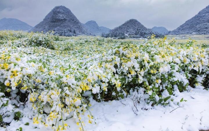 罗平雪后油菜花