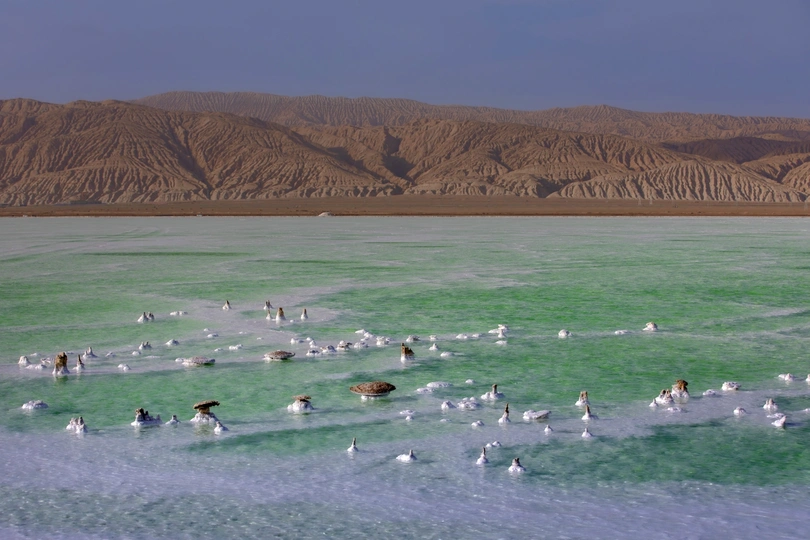 沙漠中的蓝水中游泳的鸟