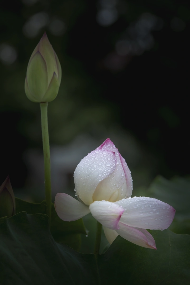 雨中拍荷花美翻了！