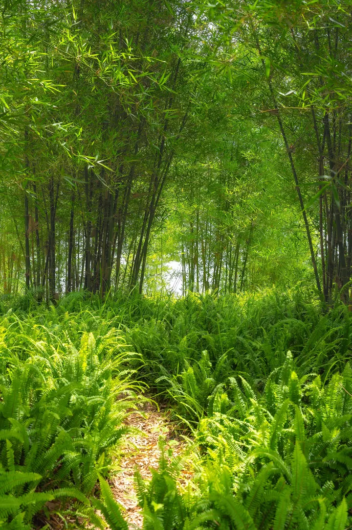 盛夏的绿色
