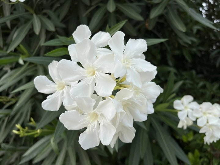 天光乍现，花的世界