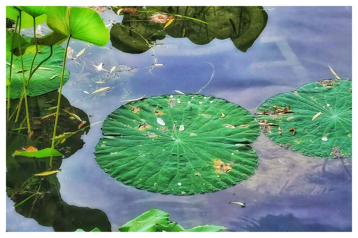 晨露