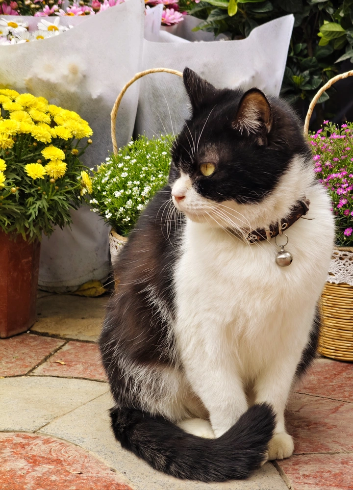 爱花的猫