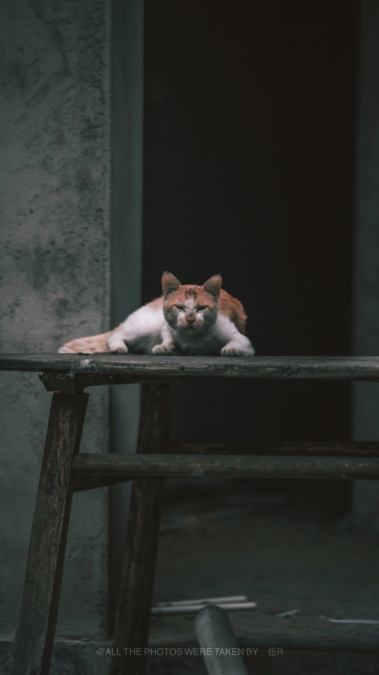 躺在木桌或木椅上的橙色和白色的猫