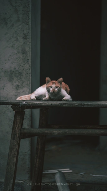 躺在木桌或木椅上的橙色和白色的猫