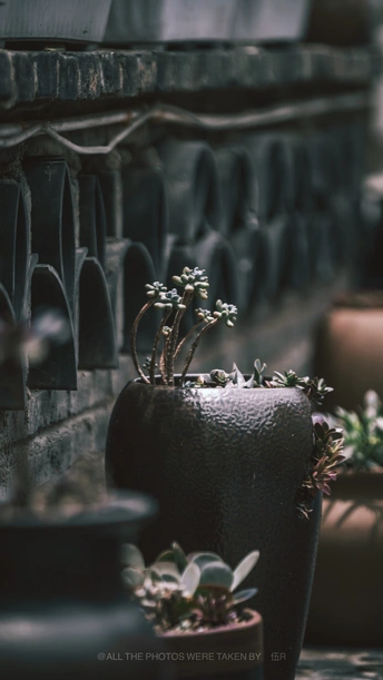 墙上长着小花的花盆