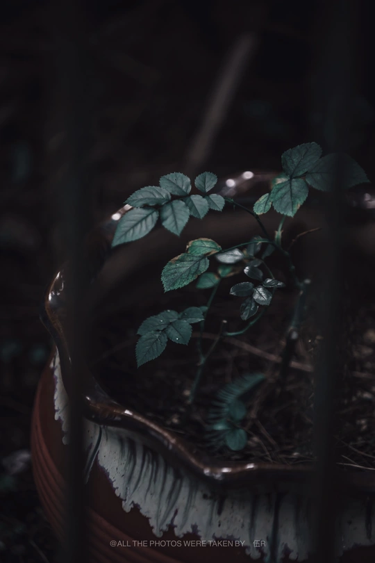 生长在黑暗森林中的一种小植物