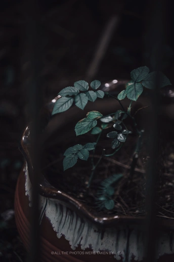 生长在黑暗森林中的一种小植物