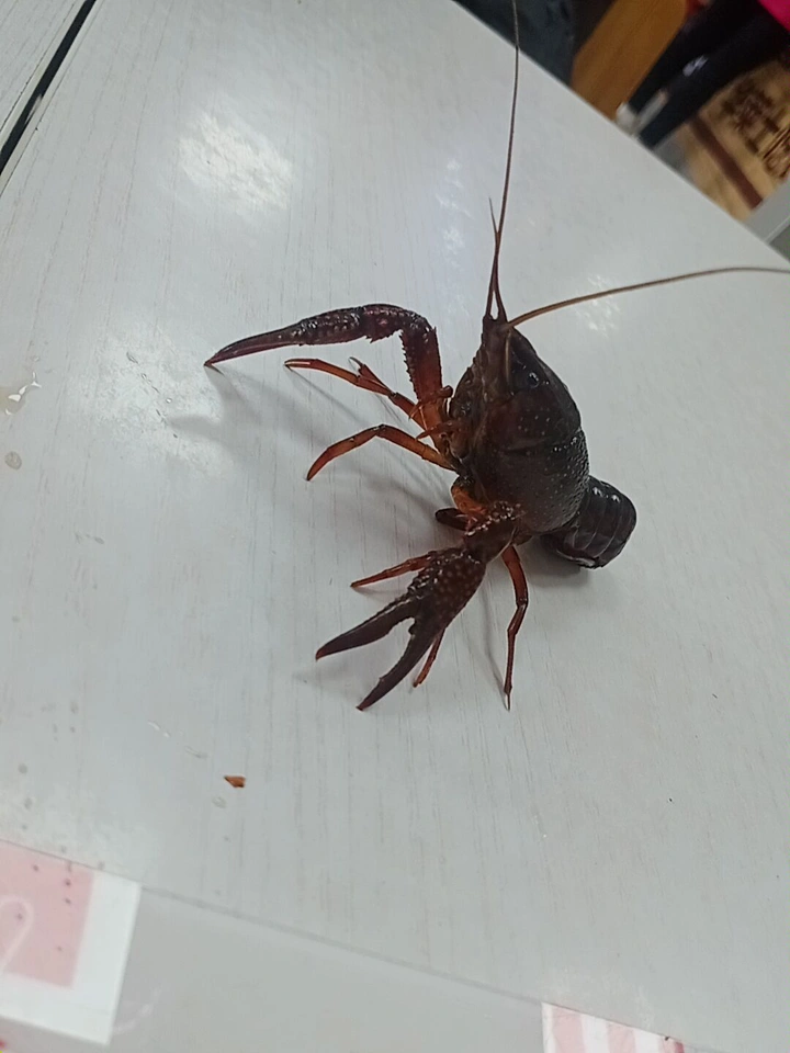 今天吃它