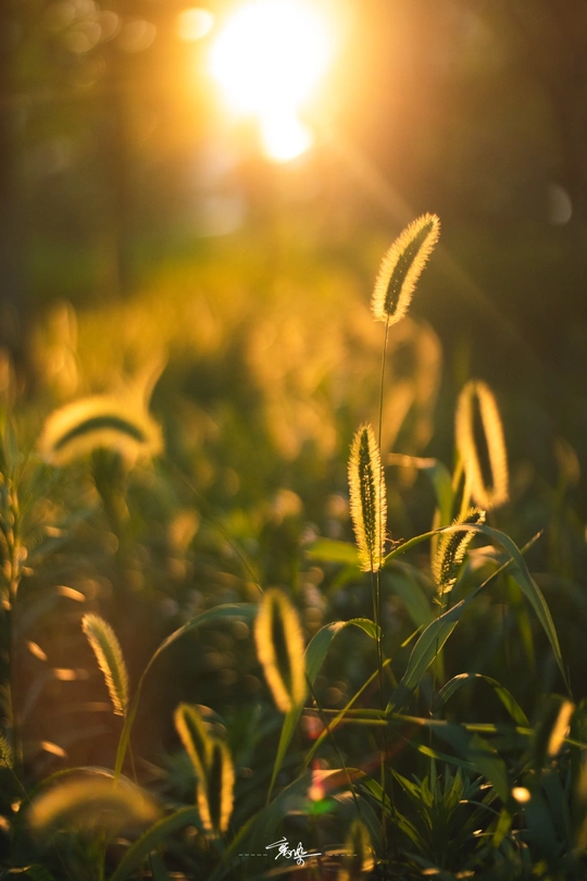 sunlight shines through the plants in a field at s