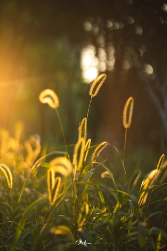 夕阳下的一片草地和花丛 阳光透过