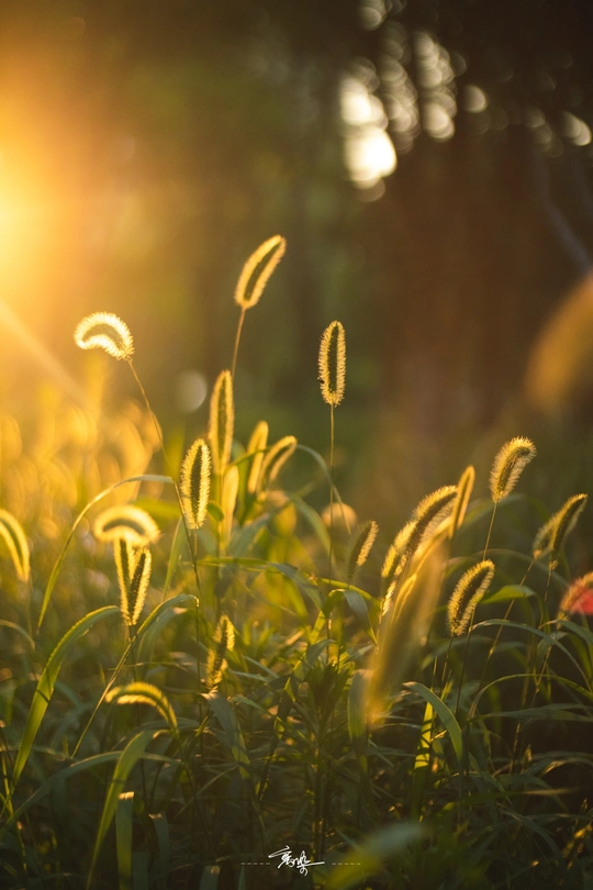 夕阳或日出时 田野上的草和花在阳光下