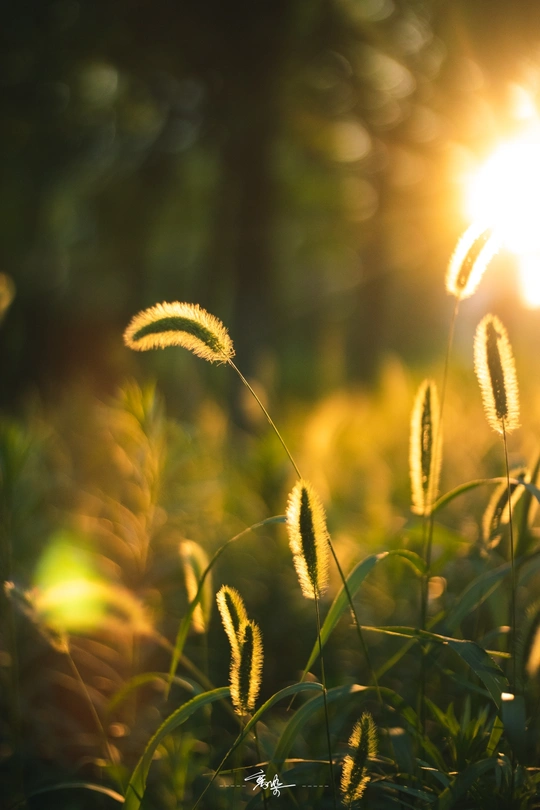 金色的阳光在夕阳下透过田间的植物