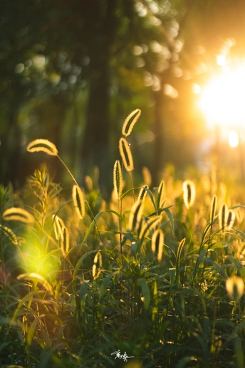 一片草地 阳光透过 阳光照耀着植物