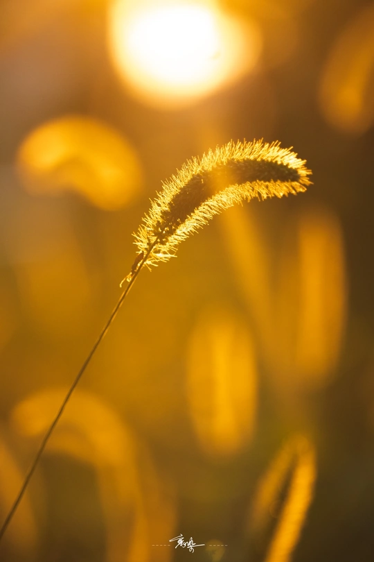 夕阳下 田地中的一片草叶的特写 阳光透过植物的背景照射过来。