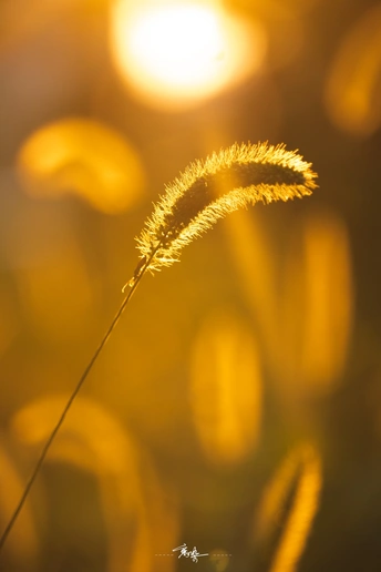 夕阳下 田地中的一片草叶的特写 阳光透过植物的背景照射过来。