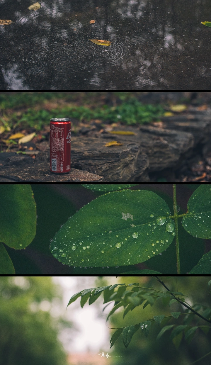 关于我镜头下  雨后的秋