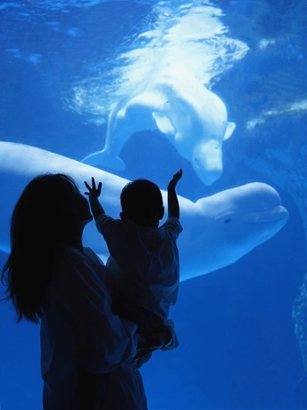 一个女人和一个小女孩在动物园或水族馆的水箱里看着一头大白鲸