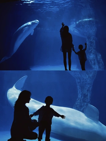 人们站在一个大型水族馆前的剪影 一个男孩看着水