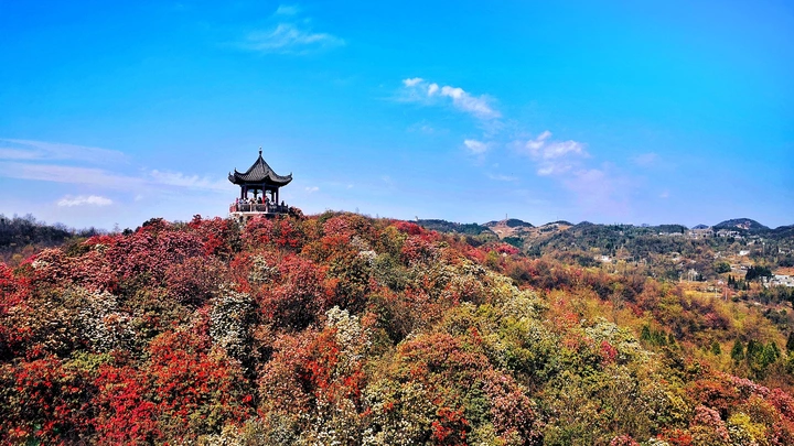 地球彩带，天然花海