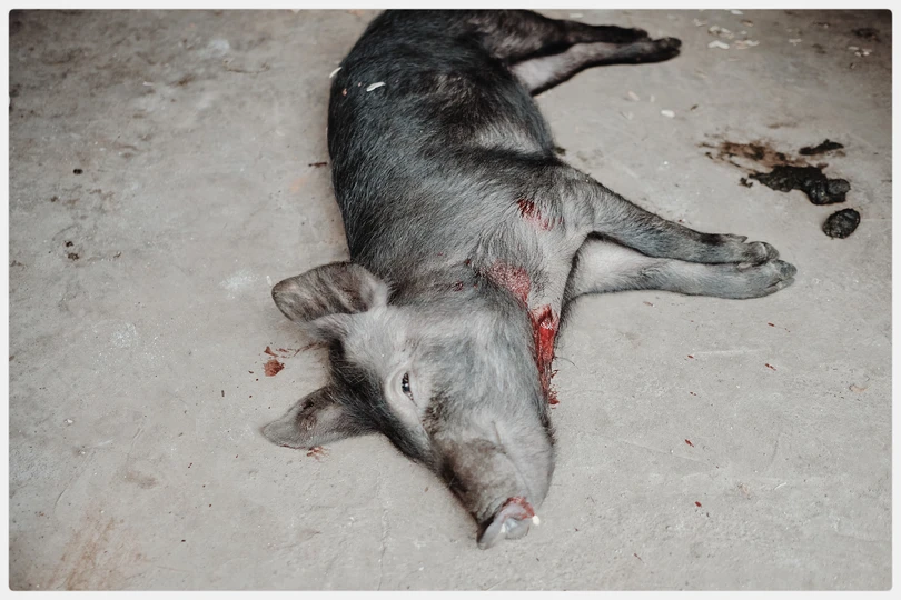 地板上躺着一头死猪 身上有血