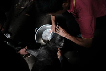 一个人在旁边一群人旁边挤黑牛