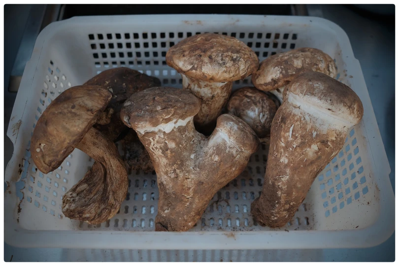 篮子里准备好的蘑菇 准备采摘