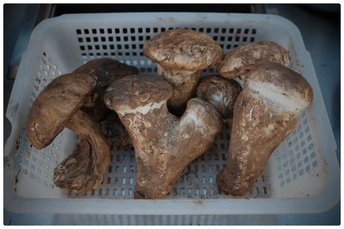 篮子里准备好的蘑菇 准备采摘