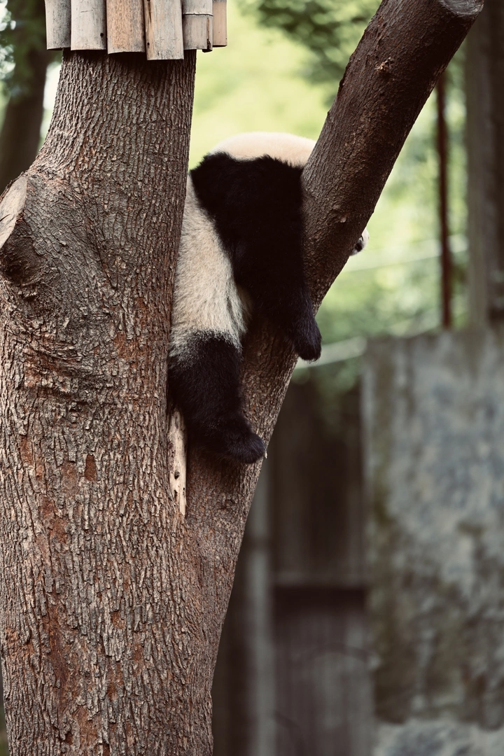 成都大熊猫繁育研究基地