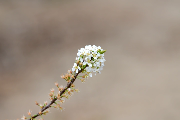 李花
