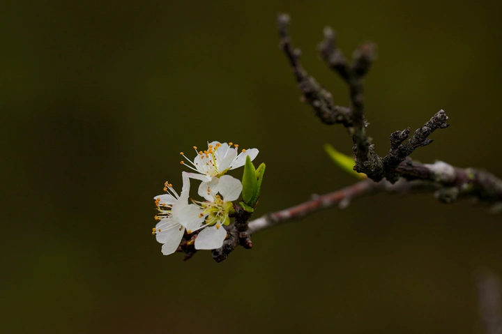 李花