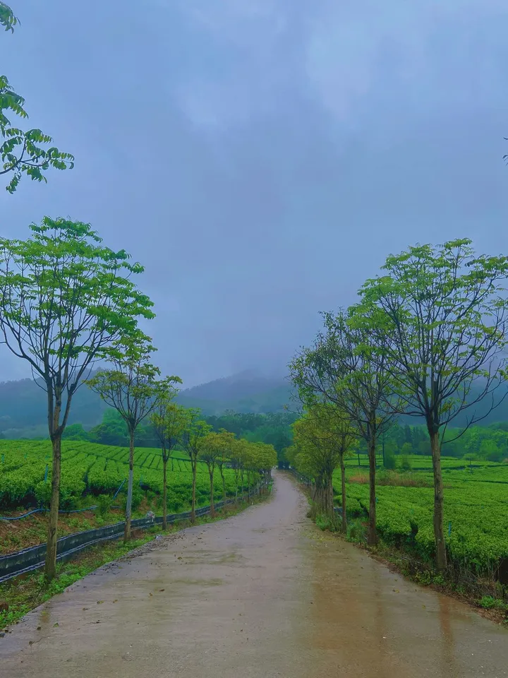 茶园·农舍·春雨