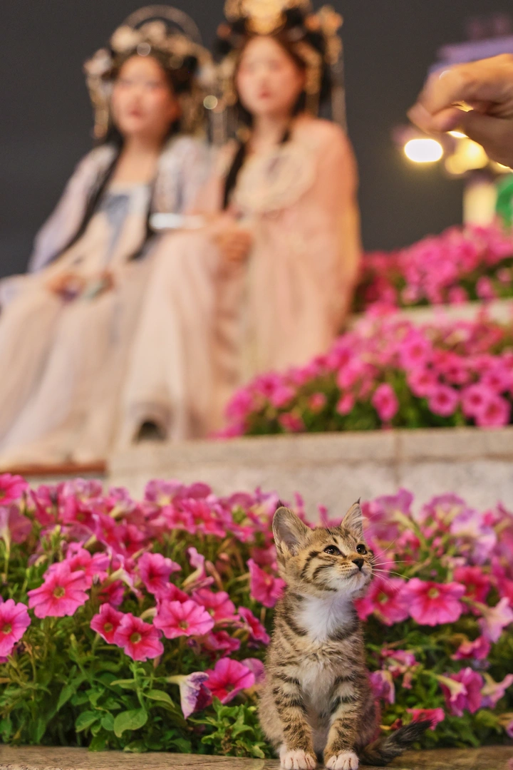 带着小猫看西安钟楼