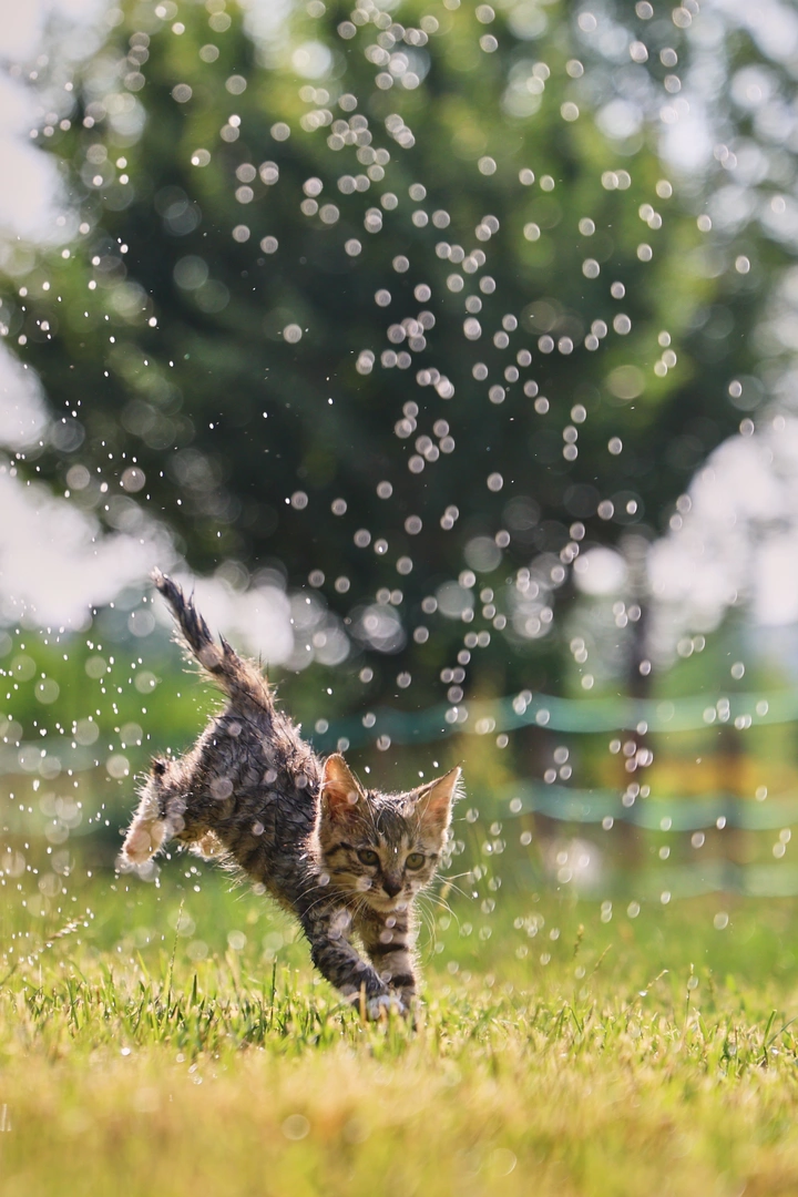 可爱小猫