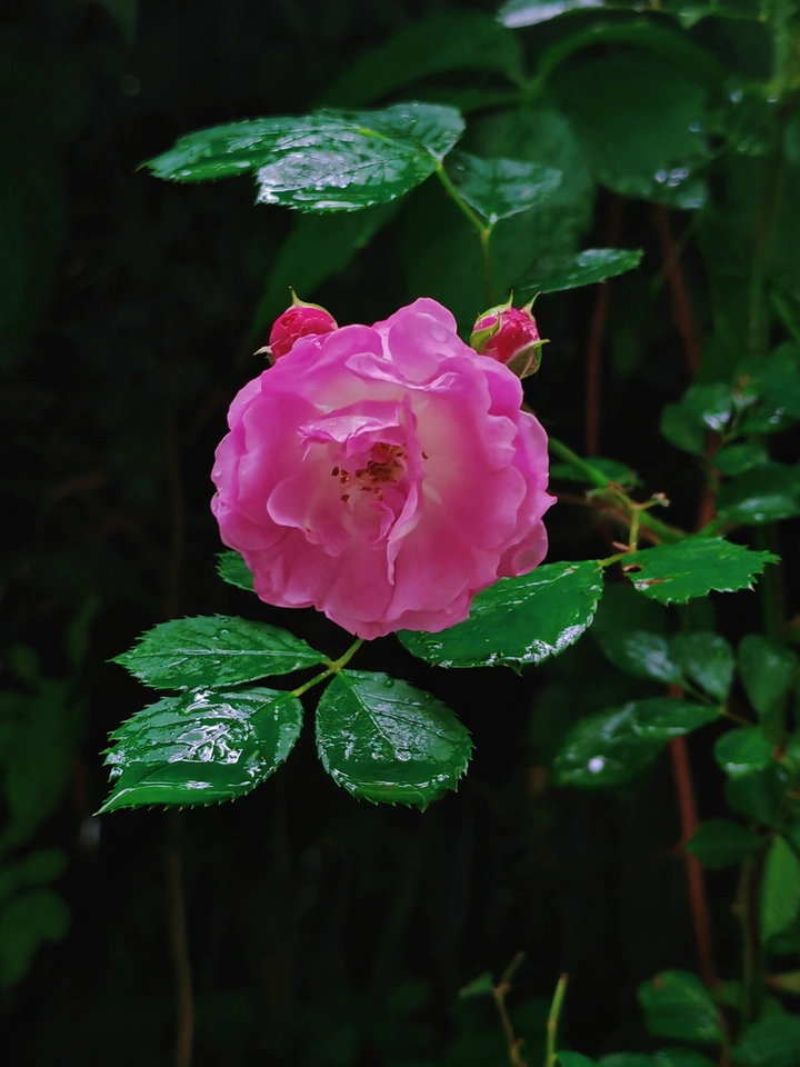 雨中蔷薇