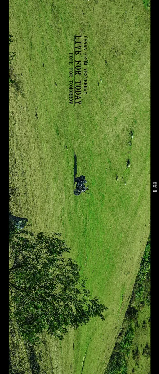 一片绿色的草地 有树木 从空中俯瞰